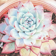 Succulent Seeds