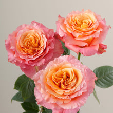 Orange Desert Rose Seeds