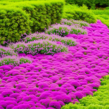 Creeping Thyme Seeds Red Beautiful Ground Cover