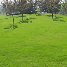 Hulled Coated Grass Seed
