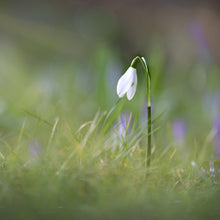 Snowdrop Seeds