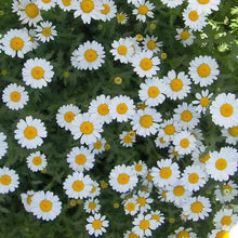 German Chamomile Seeds