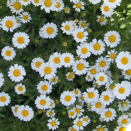 German Chamomile Seeds