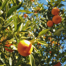Mandarin Orange Seeds
