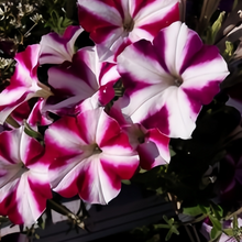 Purple White Petunia Seeds