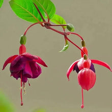 Fuchsia Seeds