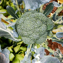 Broccoli Seeds
