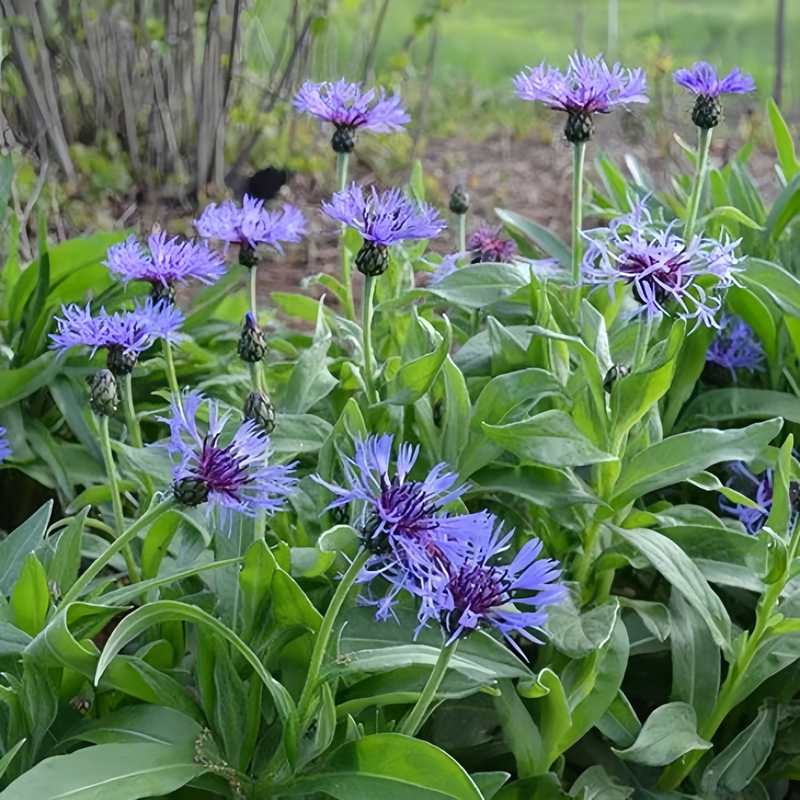 Cornflower / Bachelor Button Seeds - Blue Larger Packet High Germination 600-3000 Onsaleseeds
