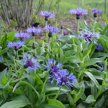 Cornflower Seeds - Blue
