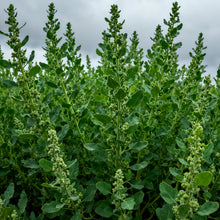 Green Atriplex Seeds