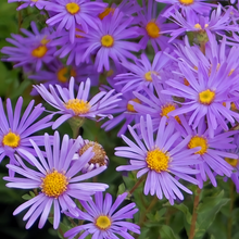 Snowy Blue Aster Seeds