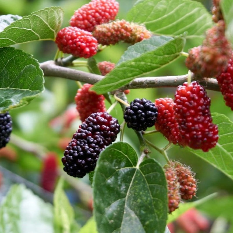 Mulberry Tree seeds up to 50%