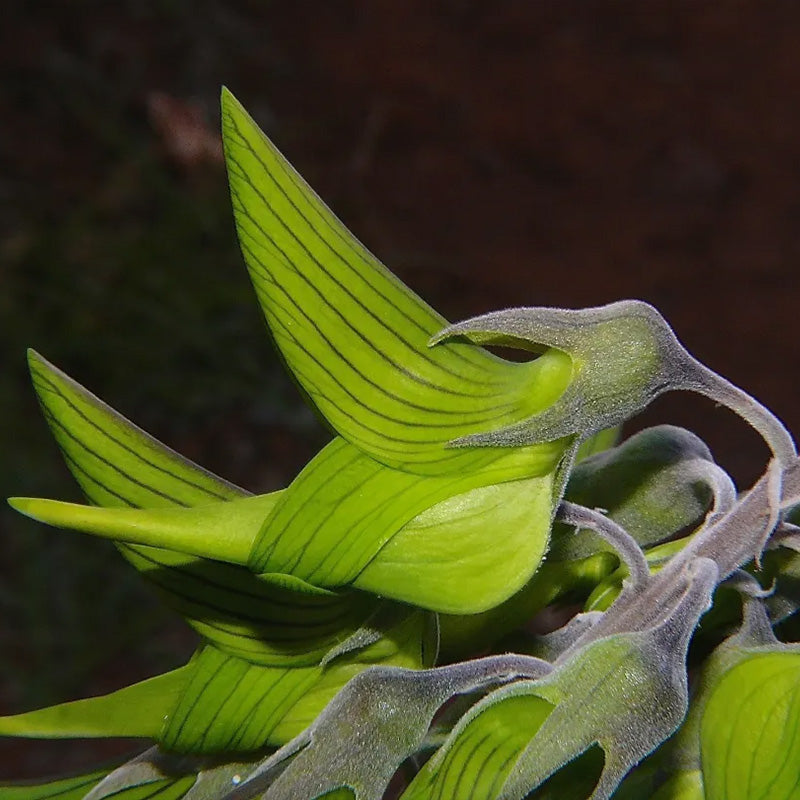 Green Birdflower up to 50%