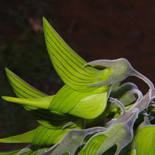 Green Birdflower Seeds