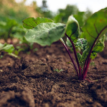 Beet Seeds