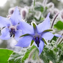Blue Borage Seeds