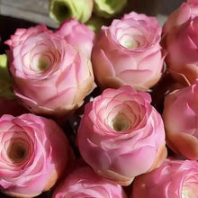 Mountain Rose Succulent Seeds - Pink