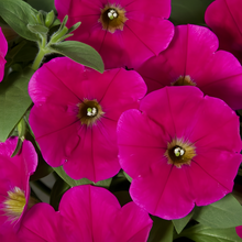 Rose Red Double Petunia Seeds
