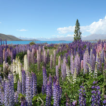 Lupine Seeds
