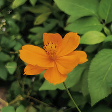 Mix Cosmos Seeds