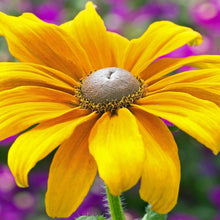 Black Eyed Susan Seeds