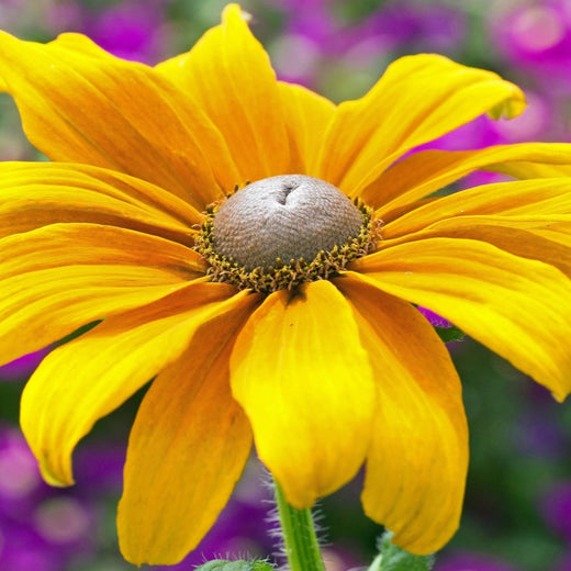 Black Eyed Susan Seeds
