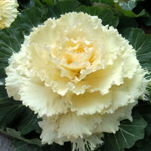Ornamental Kale Seeds - White Flat Leaf