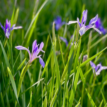 Iris Seeds - Blue