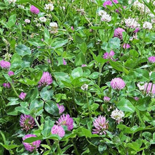 Red Clover Seeds