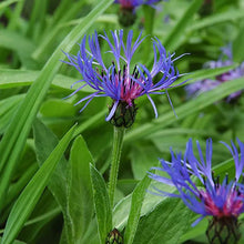 Cornflower Seeds