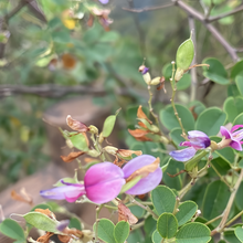 Bush Clover Seeds