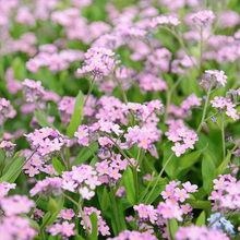 Forget-Me-Not Seeds - Red