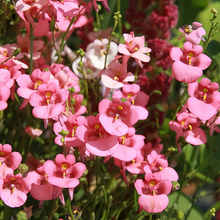 Diascia Seeds - Pink
