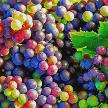 Rainbow Grape Seeds