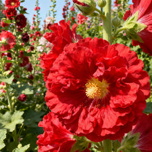 Hollyhock Red Seeds