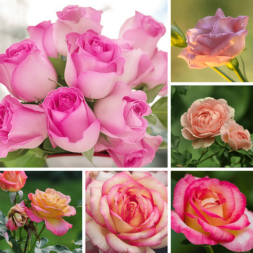 Pink Rose Seeds for Garden Planting