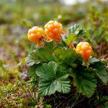 Cloudberry Seeds