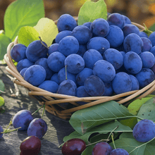 Blueberry Seeds