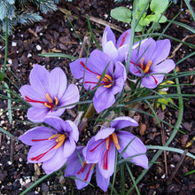 Purple Saffron Flower Seeds