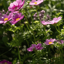 Mixed Flower Seeds