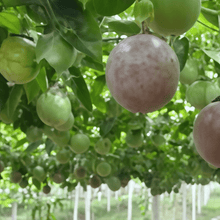 Passion Fruit Seeds