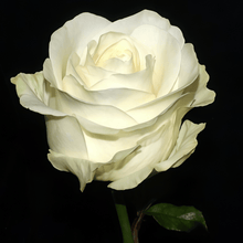 White Rose Seeds
