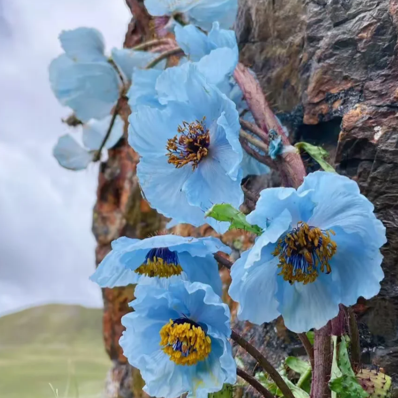 Himalayan Blue Poppy Seeds