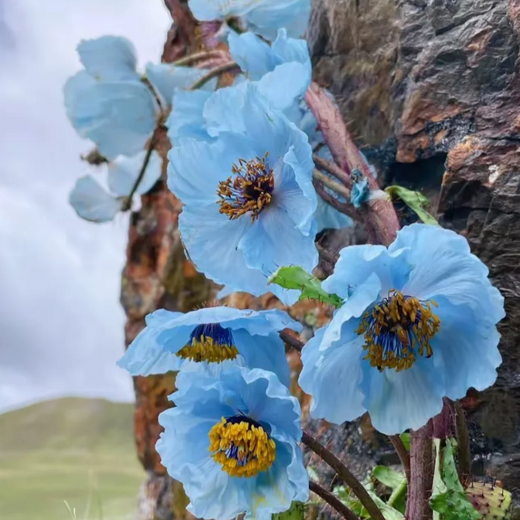 Himalayan Blue Poppy Seeds