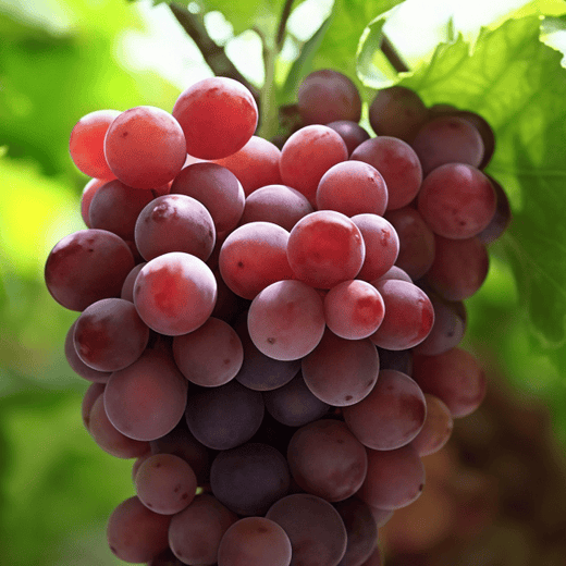 Grape Seeds