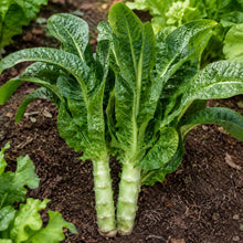 Garden Lettuce Seeds