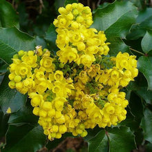 Oregon Grape Holly Seeds