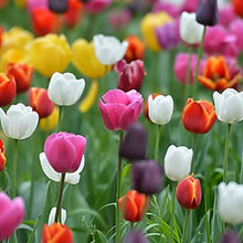 Tulip Seeds - Mixed Colors