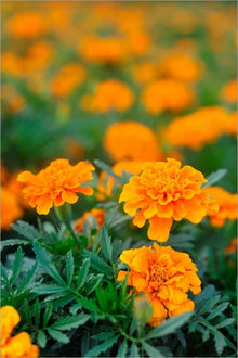 Orange Calendula Seeds