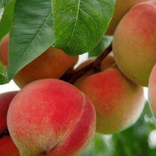 Peach Seeds